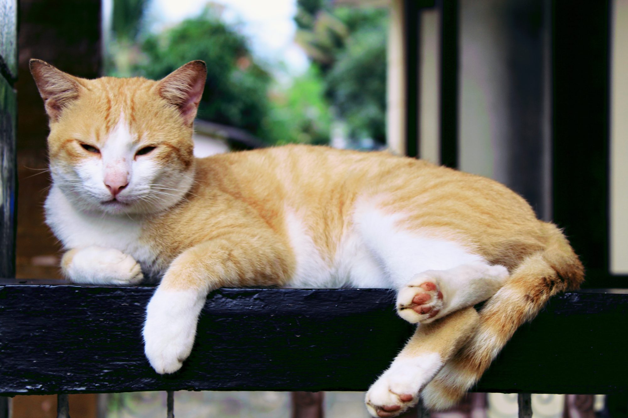 Cat on the rail